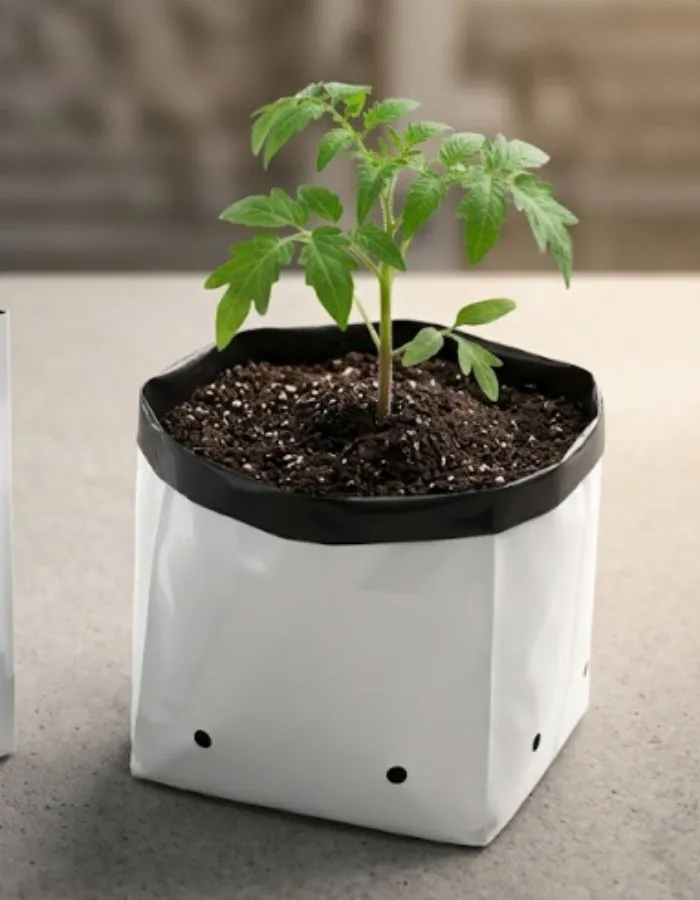 A white polythene grow bag holding soil and a young tomato plant