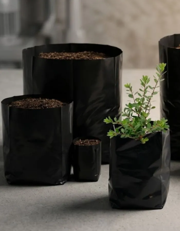 Black polythene nursery bags of several sizes holding seedlings